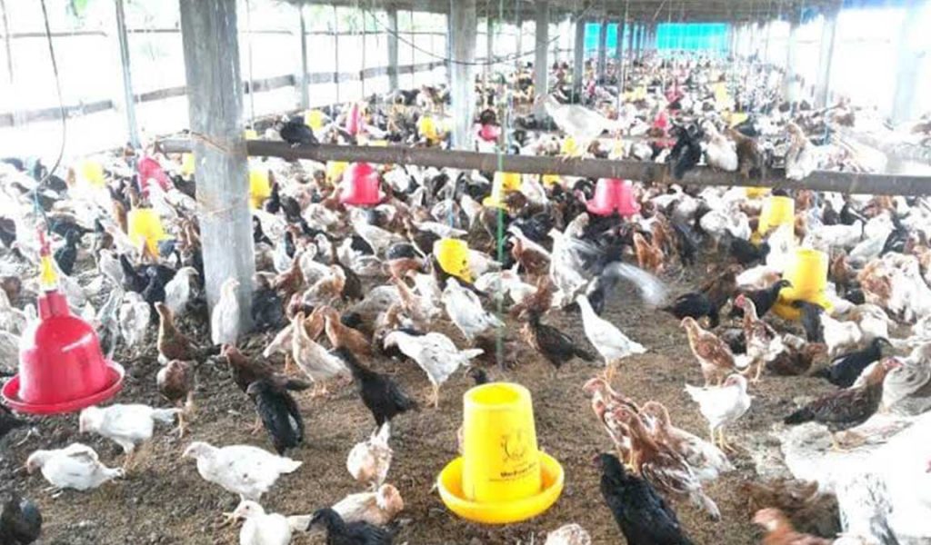 Detail Gambar Kandang Ayam Kampung Nomer 10