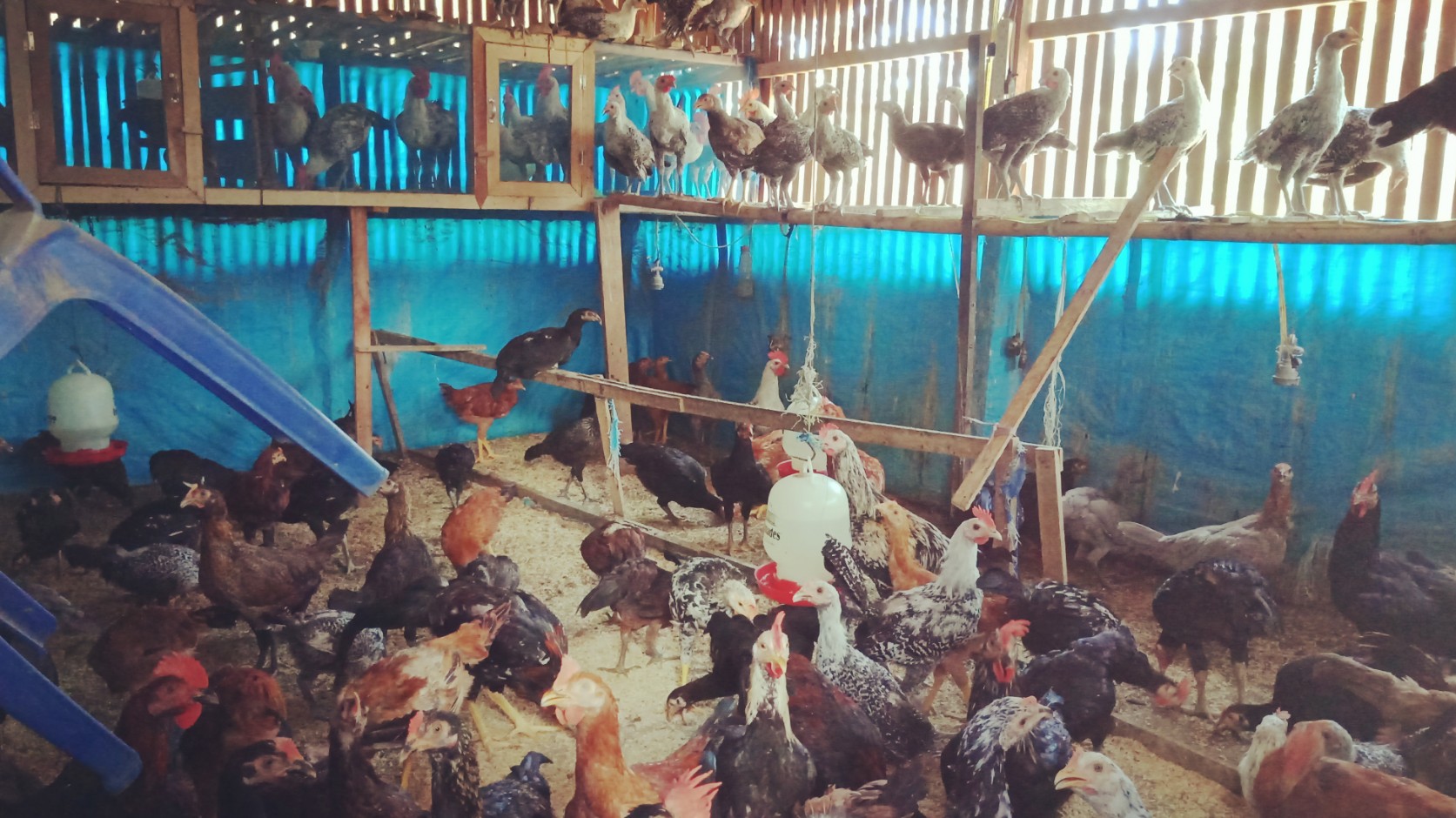 Detail Gambar Kandang Ayam Kampung Nomer 23
