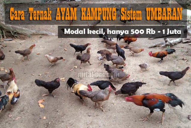 Detail Gambar Kandang Ayam Kampung Sederhana Nomer 21