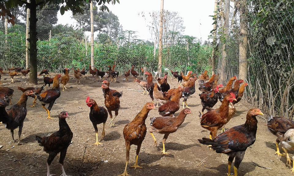 Detail Gambar Kandang Ayam Kampung Sederhana Nomer 27