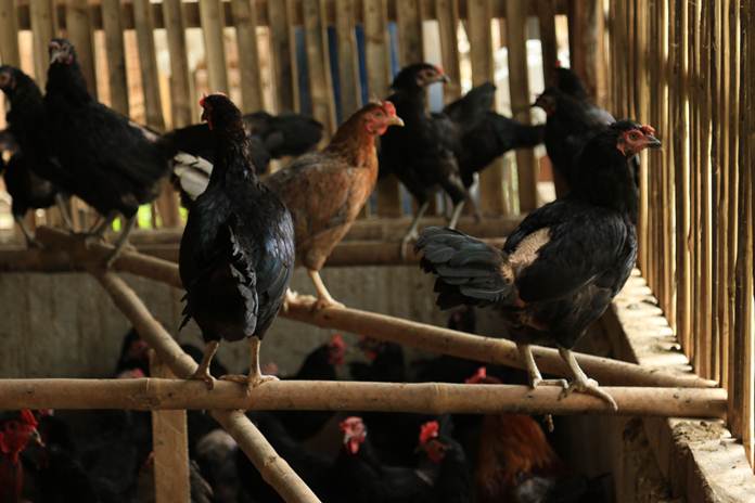 Detail Gambar Kandang Ayam Kampung Sederhana Nomer 33