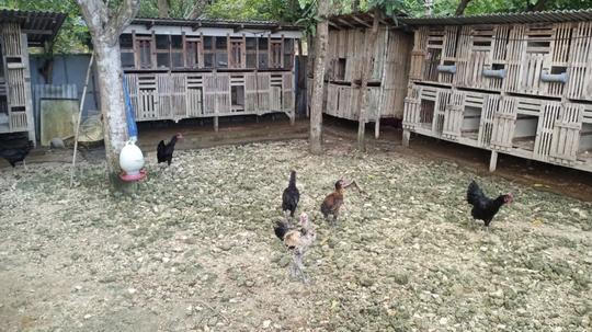 Detail Gambar Kandang Ayam Kampung Sederhana Nomer 8