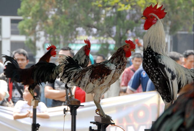 Detail Gambar Kandang Ayam Ketawa Nomer 37