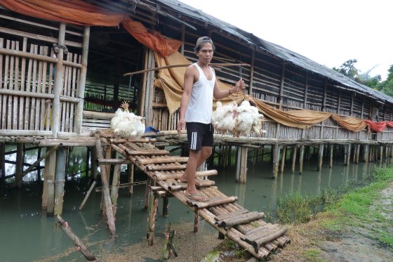 Detail Gambar Kandang Ayam Potong Nomer 19