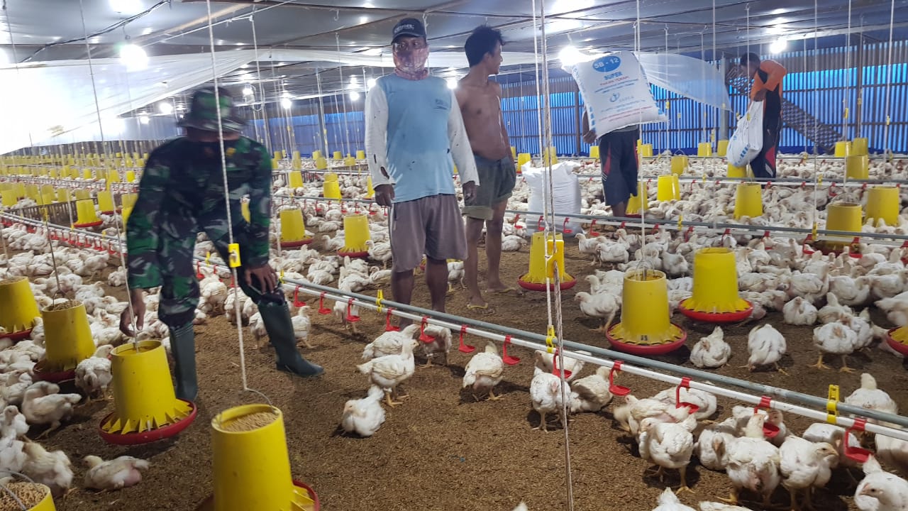 Detail Gambar Kandang Ayam Potong Nomer 46