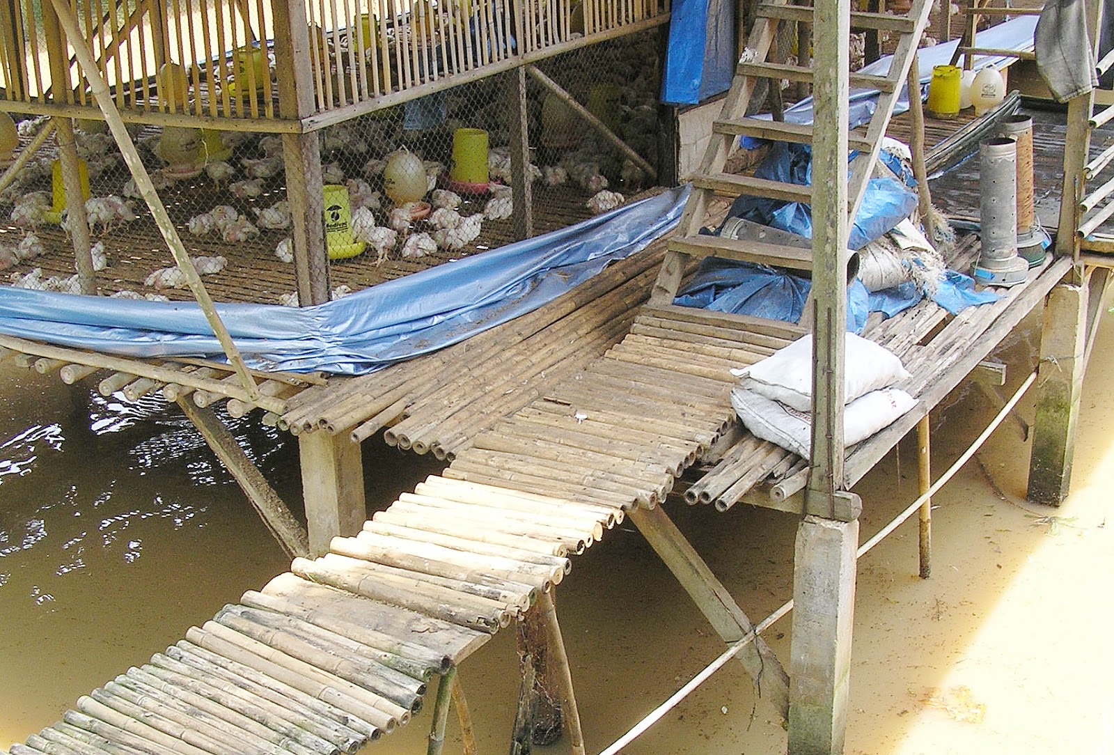 Detail Gambar Kandang Ayam Potong Dari Bambu Nomer 34