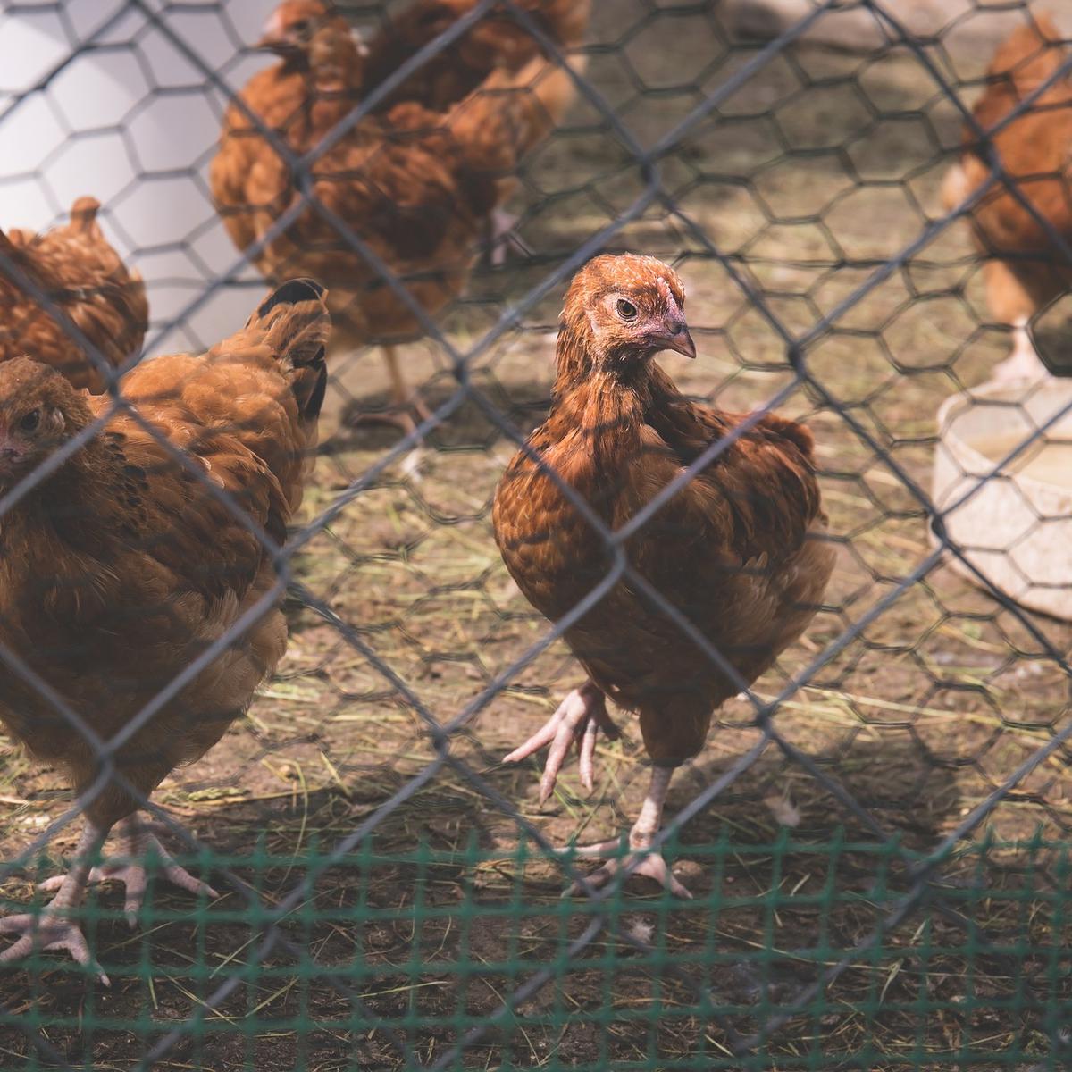 Detail Gambar Kandang Ayam Sederhana Dari Bambu Nomer 49