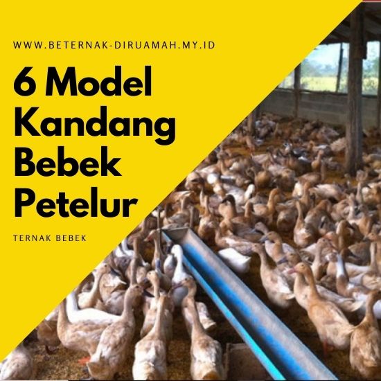 Detail Gambar Kandang Bebek Petelur Kering Nomer 26