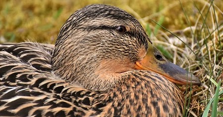 Detail Gambar Kandang Bebek Petelur Kering Nomer 36