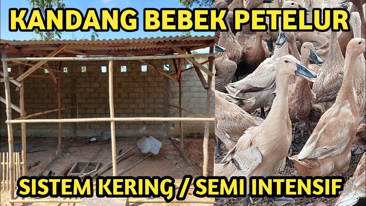 Detail Gambar Kandang Bebek Petelur Kering Nomer 46