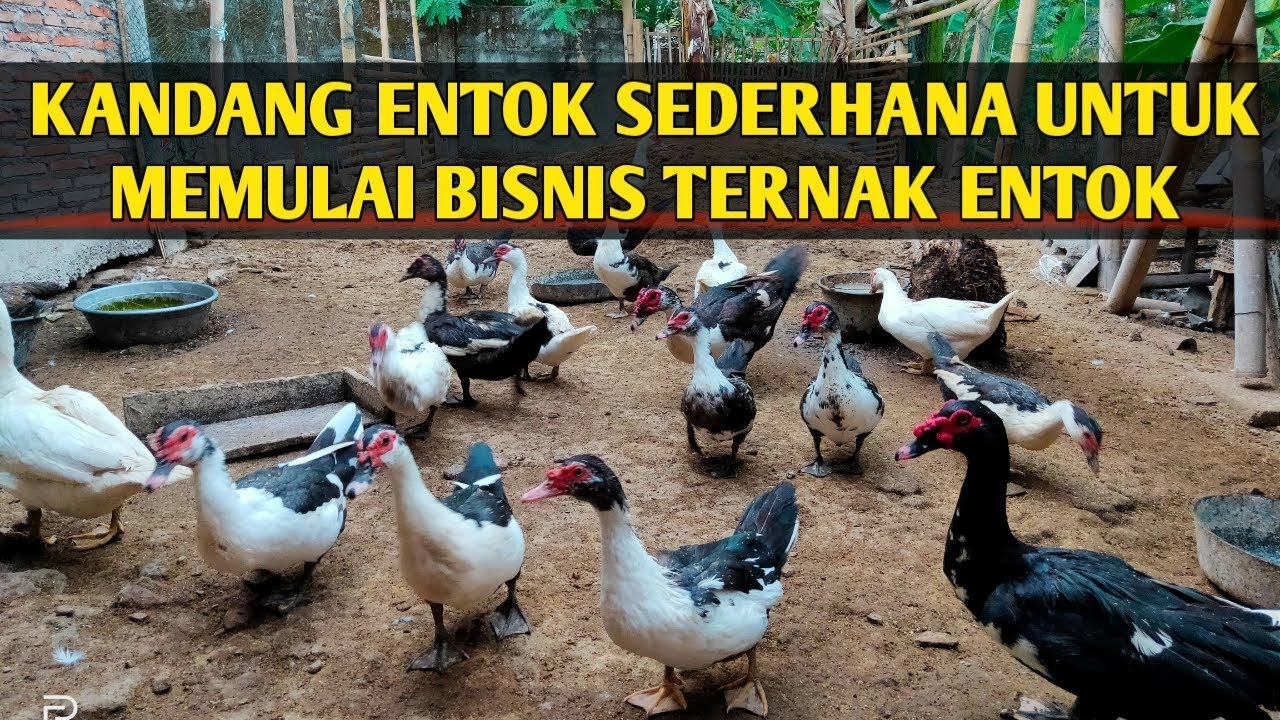 Detail Gambar Kandang Entok Yang Baik Nomer 6