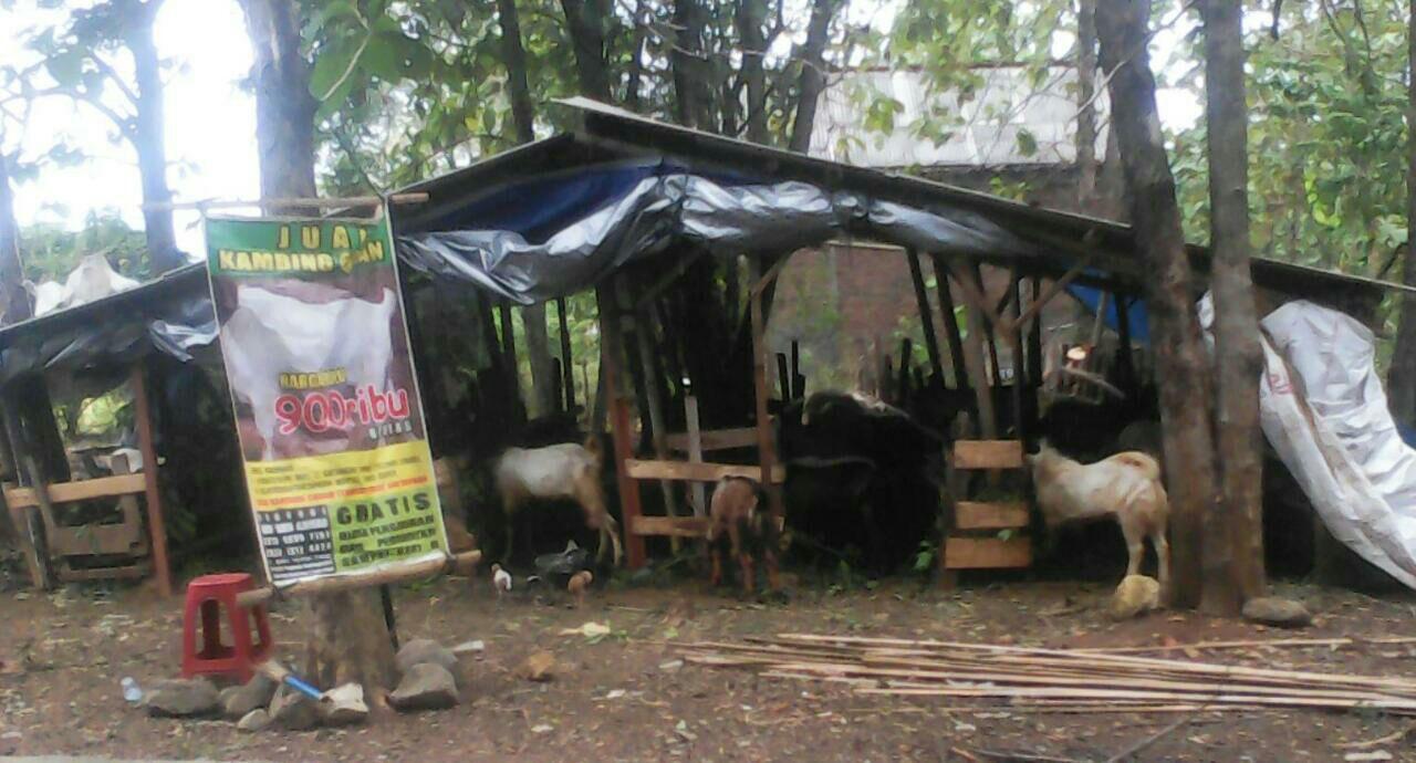 Detail Gambar Kandang Kambing Sederhana Nomer 41