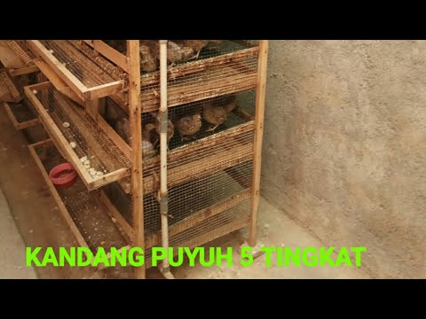 Detail Gambar Kandang Puyuh Dan Ukurannya Nomer 42