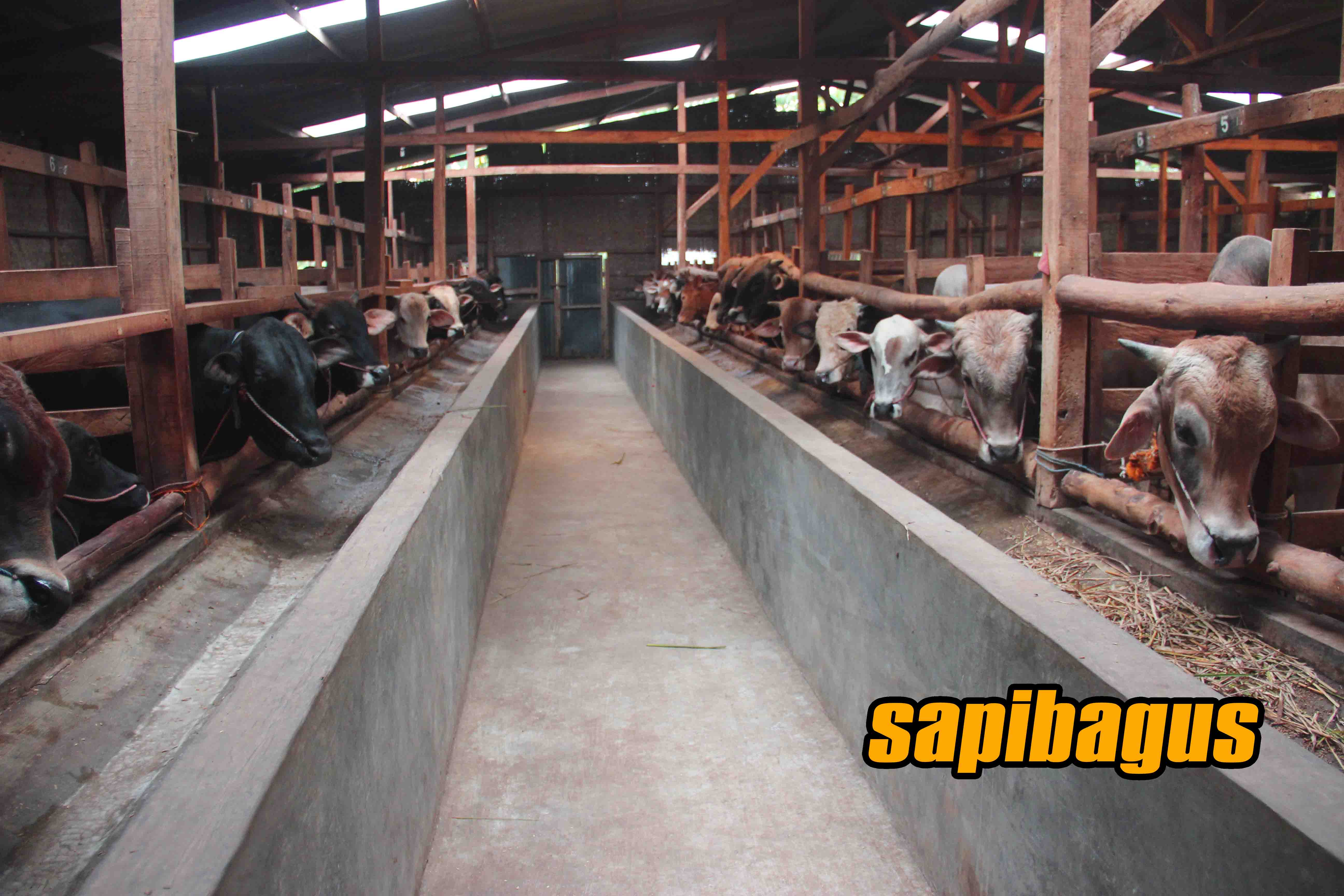 Gambar Kandang Sapi Potong - KibrisPDR