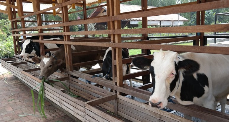 Detail Gambar Kandang Sapi Potong Nomer 15