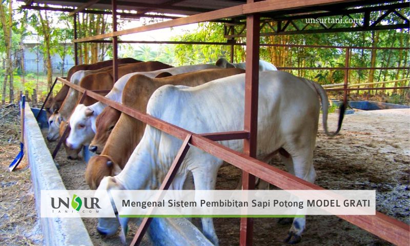 Detail Gambar Kandang Sapi Potong Nomer 3