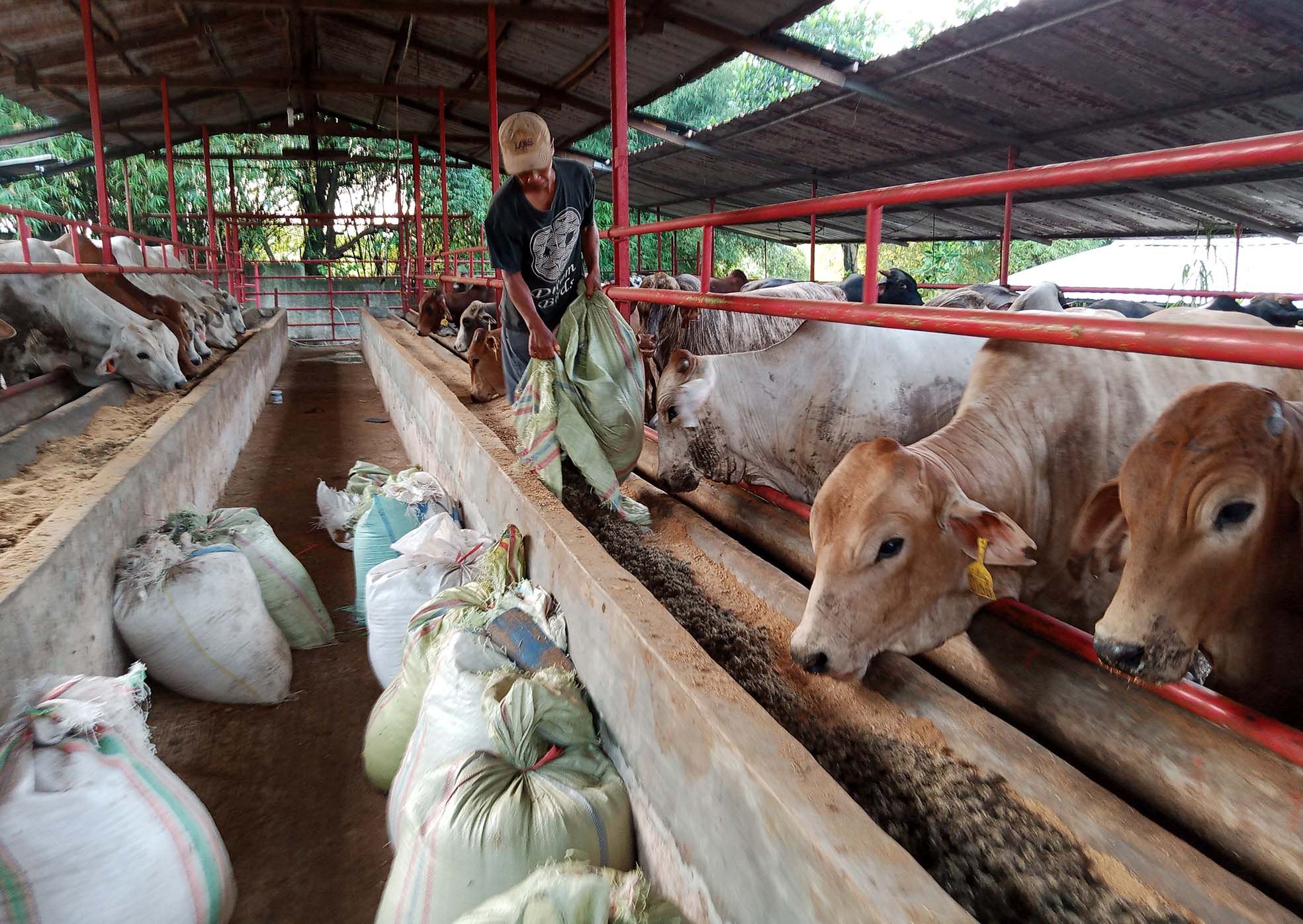 Detail Gambar Kandang Sapi Potong Nomer 42