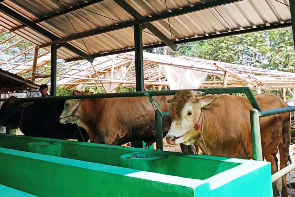 Detail Gambar Kandang Sapi Potong Nomer 45