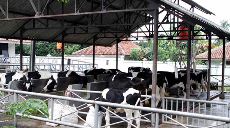 Detail Gambar Kandang Sapi Yang Bagus Nomer 13