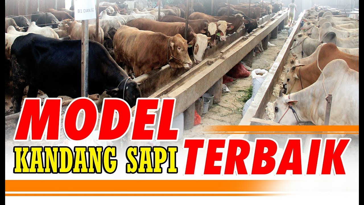 Detail Gambar Kandang Sapi Yang Bagus Nomer 28