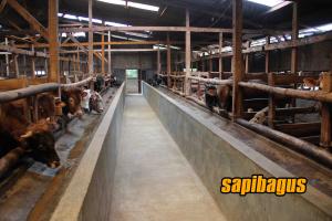 Detail Gambar Kandang Sapi Yang Bagus Nomer 33