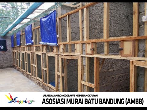 Detail Gambar Kandang Ternak Murai Batu Medan Nomer 13