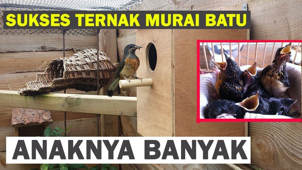 Detail Gambar Kandang Ternak Murai Batu Medan Nomer 45