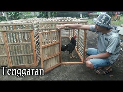 Detail Gambar Kandang Umbaran Ayam Bangkok Nomer 17