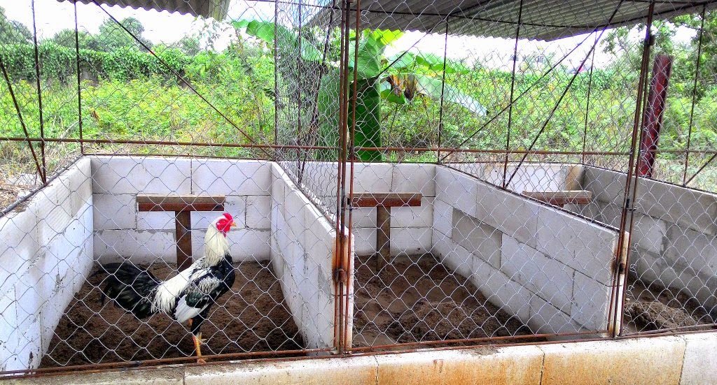 Detail Gambar Kandang Umbaran Ayam Bangkok Nomer 26