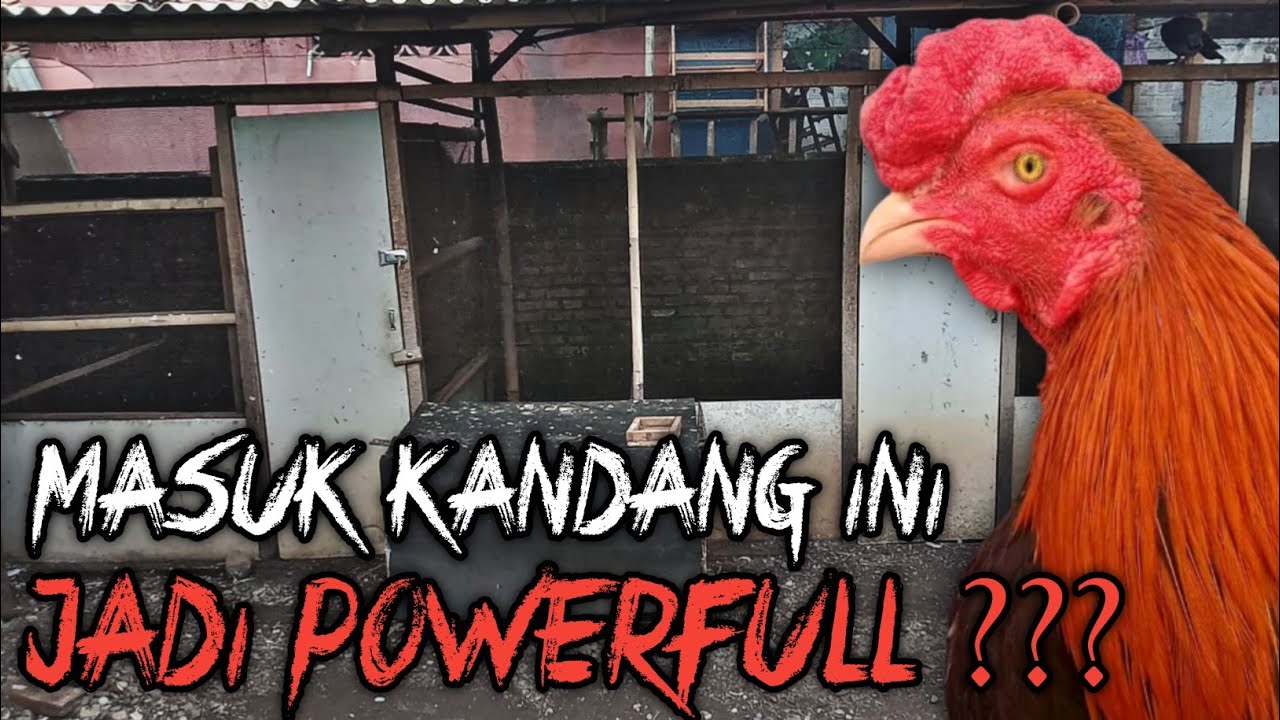 Detail Gambar Kandang Umbaran Ayam Bangkok Nomer 57