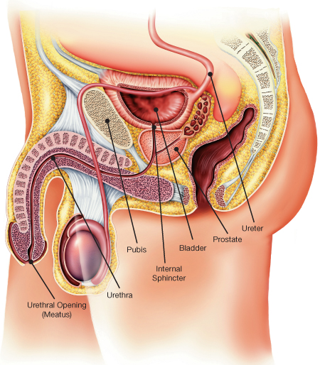 Detail Gambar Kandung Kemih Nomer 9