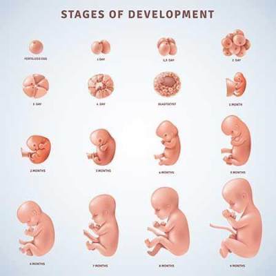 Detail Gambar Kandungan 4 Bulan Nomer 3