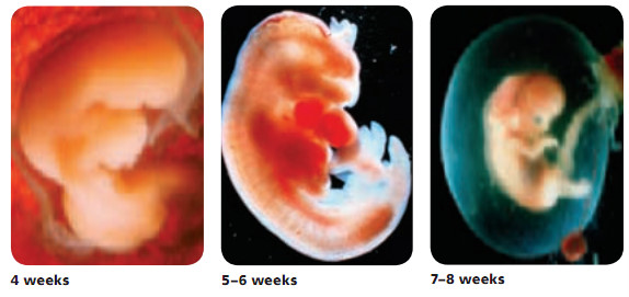 Detail Gambar Kandungan 4 Bulan Nomer 31