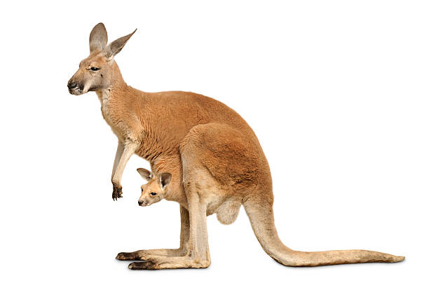 Detail Gambar Kangaroo Nomer 3