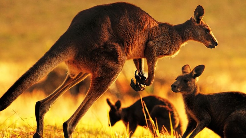 Detail Gambar Kangaroo Nomer 56