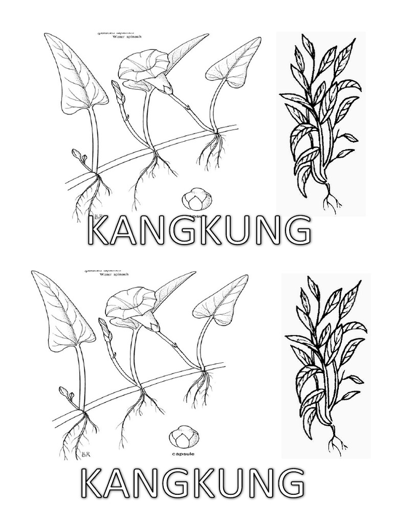 Detail Gambar Kangkung Hitam Putih Nomer 2