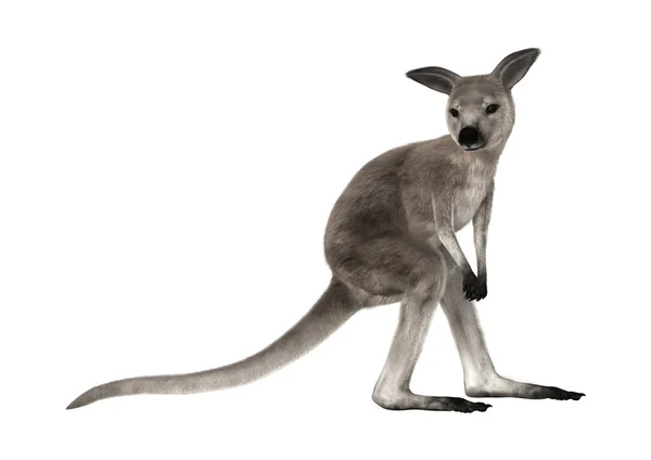 Detail Gambar Kanguru Tanpa Bigron Nomer 12