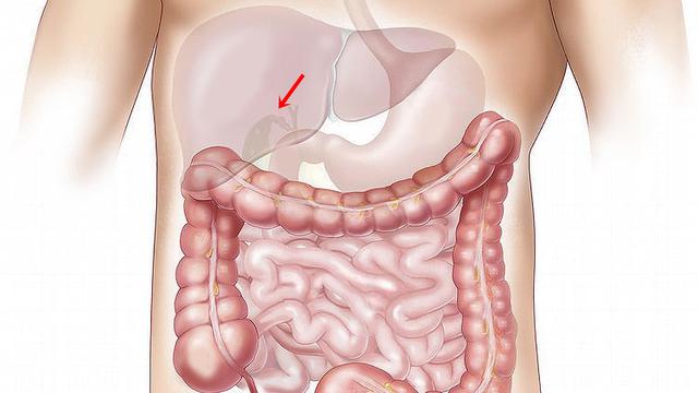 Detail Gambar Kantong Empedu Nomer 23