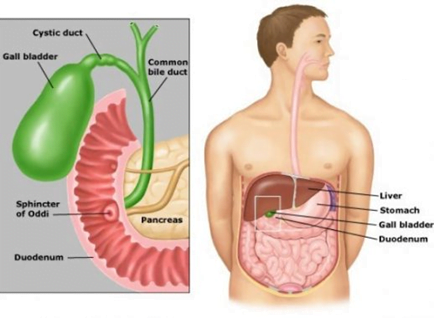 Detail Gambar Kantong Empedu Nomer 6