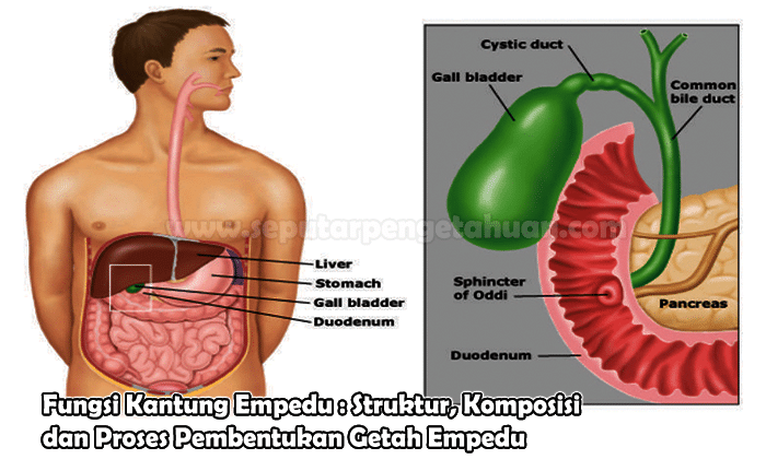 Detail Gambar Kantong Empedu Nomer 8