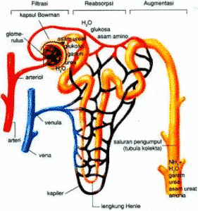 Detail Gambar Kapsula Bowman Nomer 15