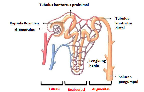 Detail Gambar Kapsula Bowman Nomer 23