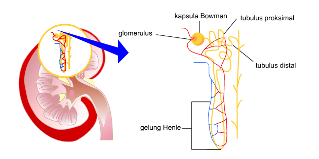 Detail Gambar Kapsula Bowman Nomer 25