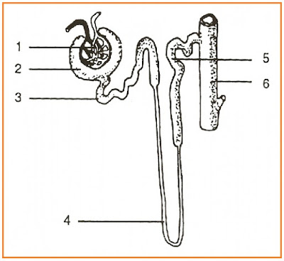 Detail Gambar Kapsula Bowman Nomer 27