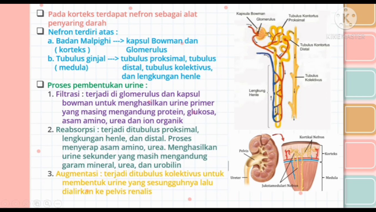 Detail Gambar Kapsula Bowman Nomer 35