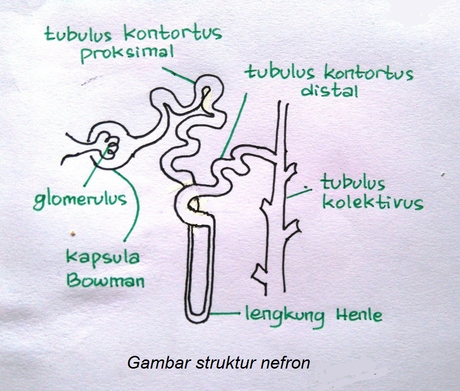 Detail Gambar Kapsula Bowman Nomer 48