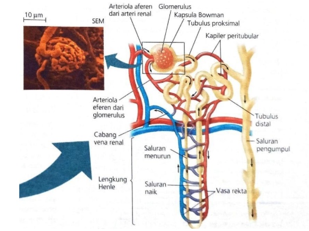 Detail Gambar Kapsula Bowman Nomer 50