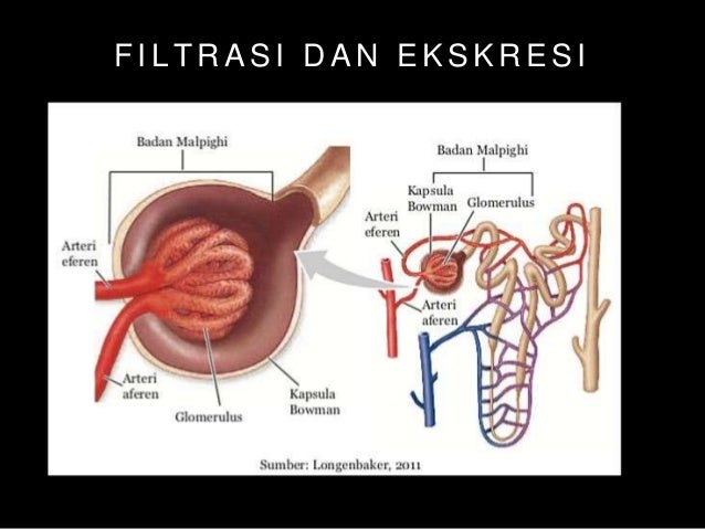 Detail Gambar Kapsula Bowman Nomer 53