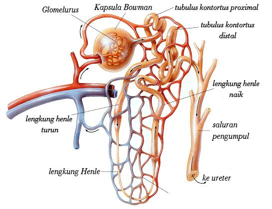 Detail Gambar Kapsula Bowman Nomer 54