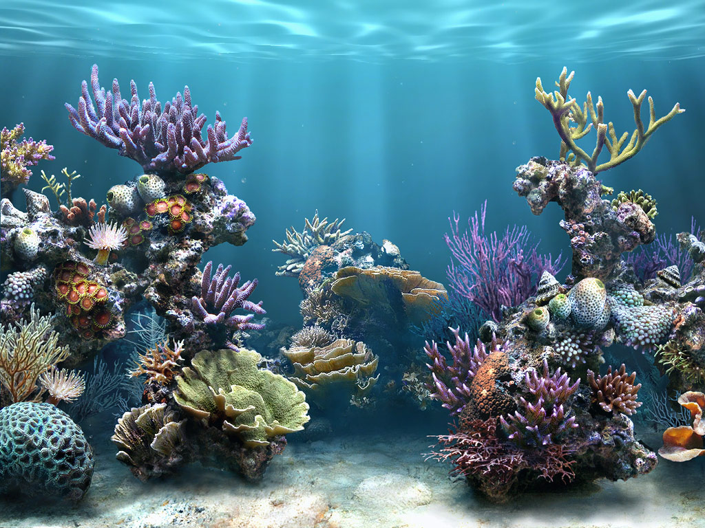 Detail Gambar Karang Laut Nomer 4